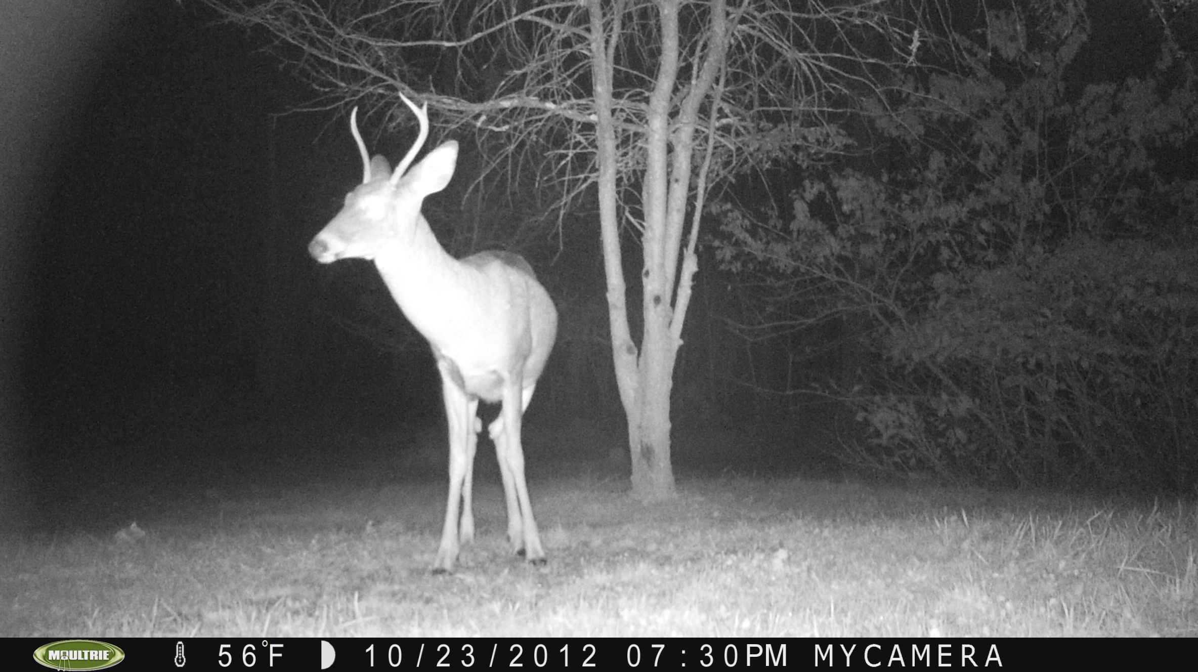 3 Point Buck 10/24/2012