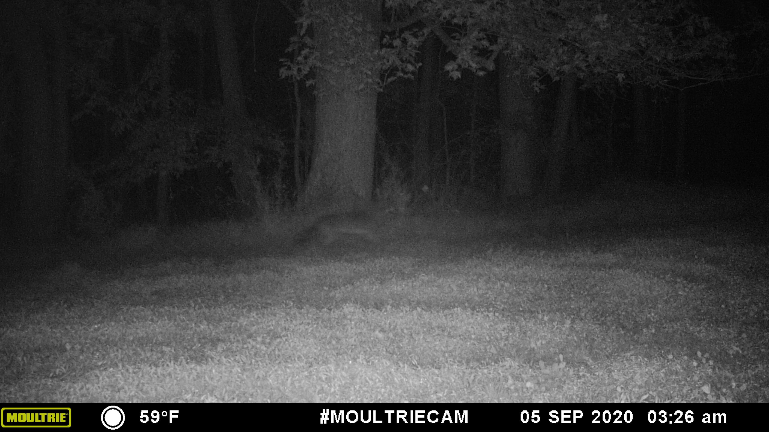 Coyotes in Baltimore County Maryland - Bow Hunting Maryland